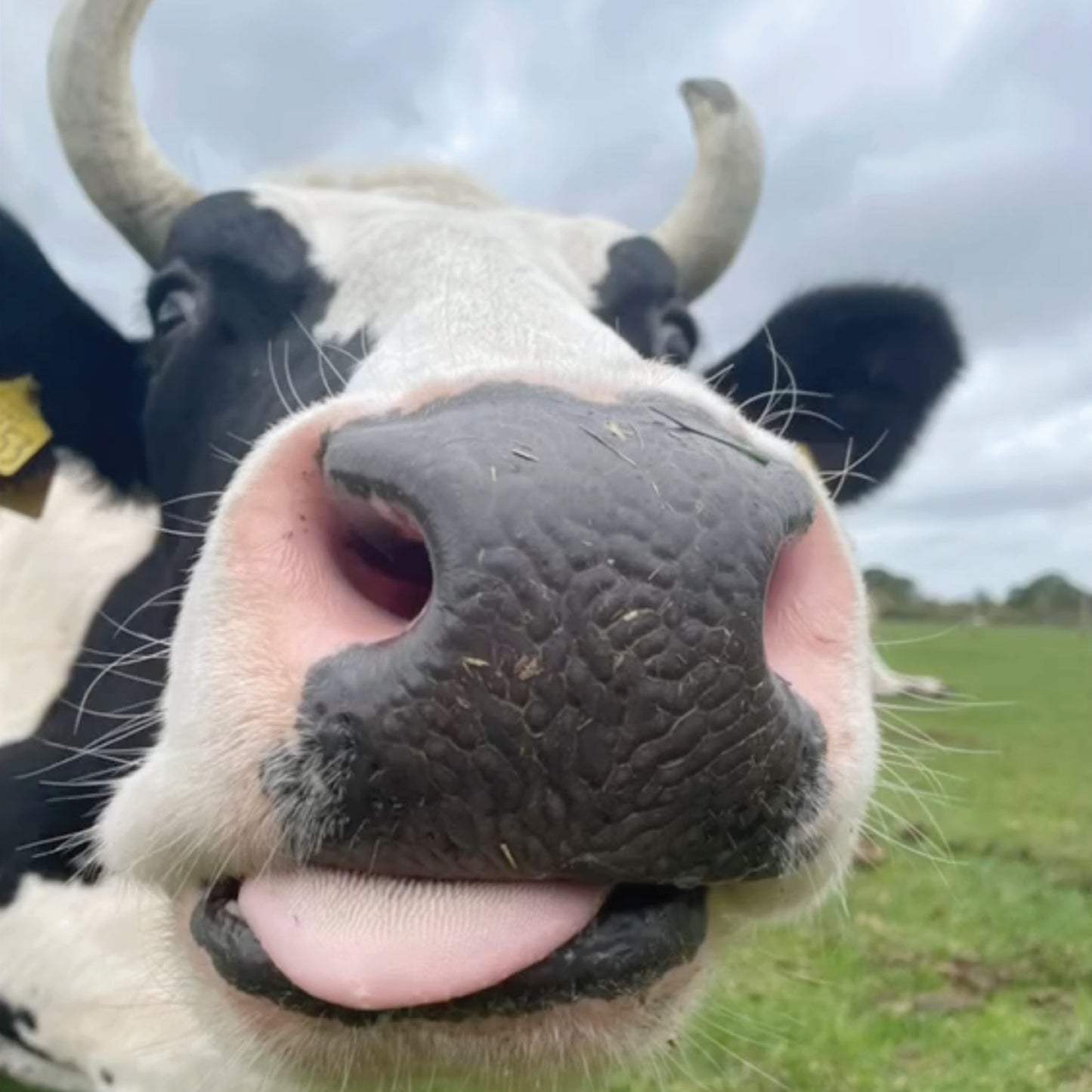 The Herd - Baby Harrison Bookmark