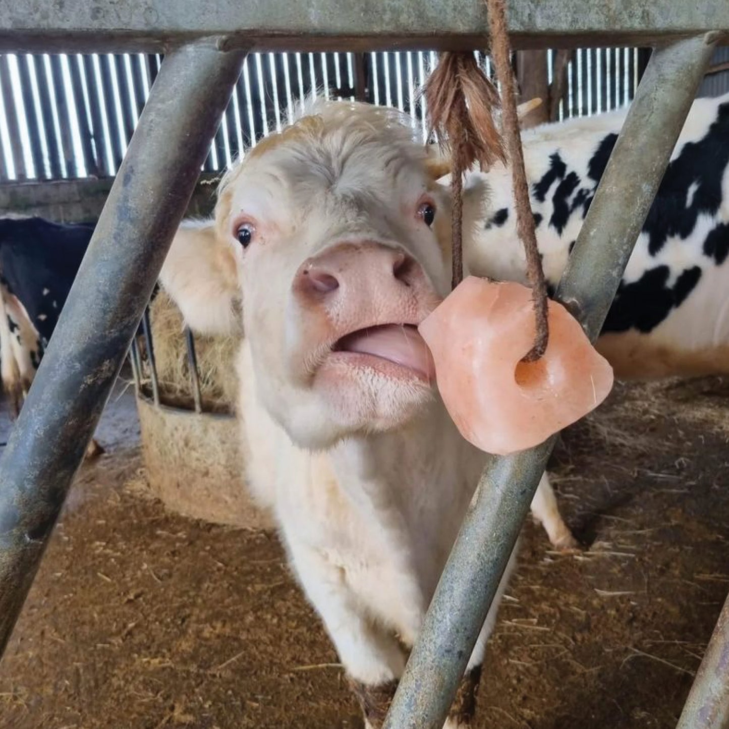 The Herd - Evie Bookmark