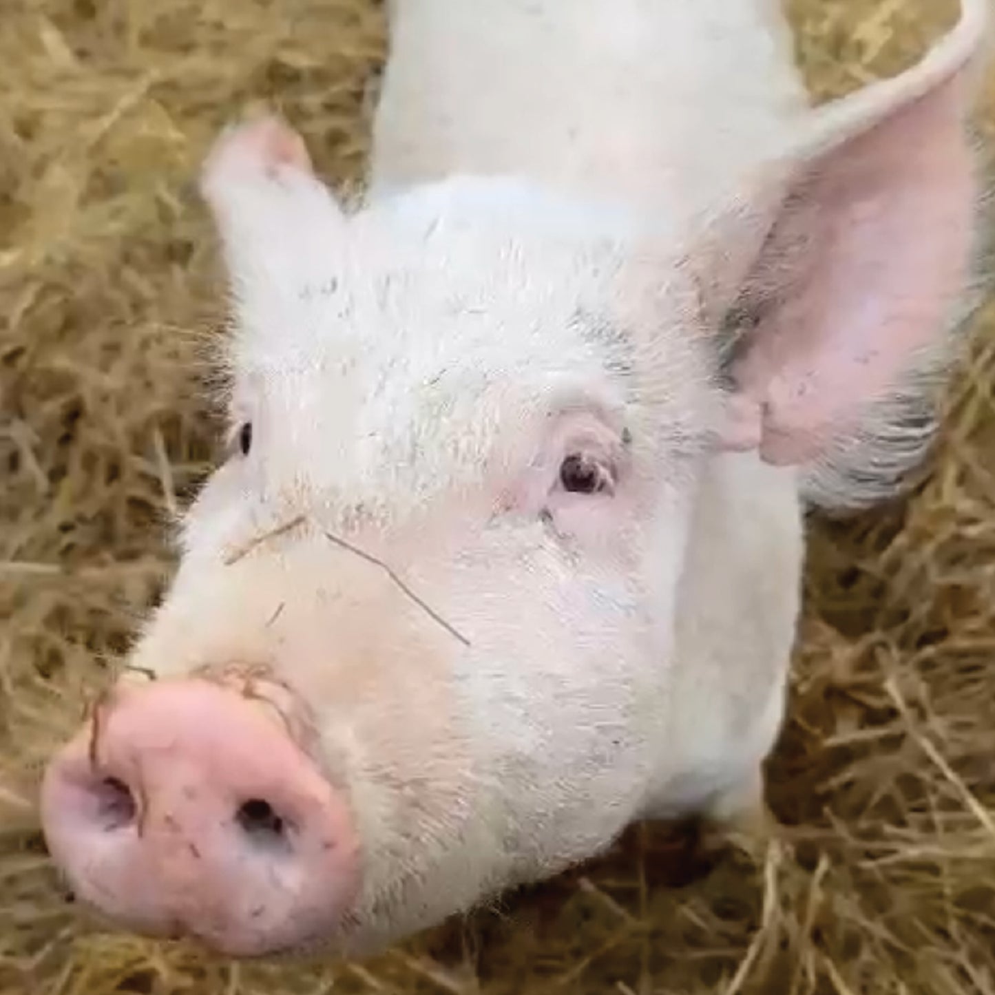 Christmas card - Merry Pigmas