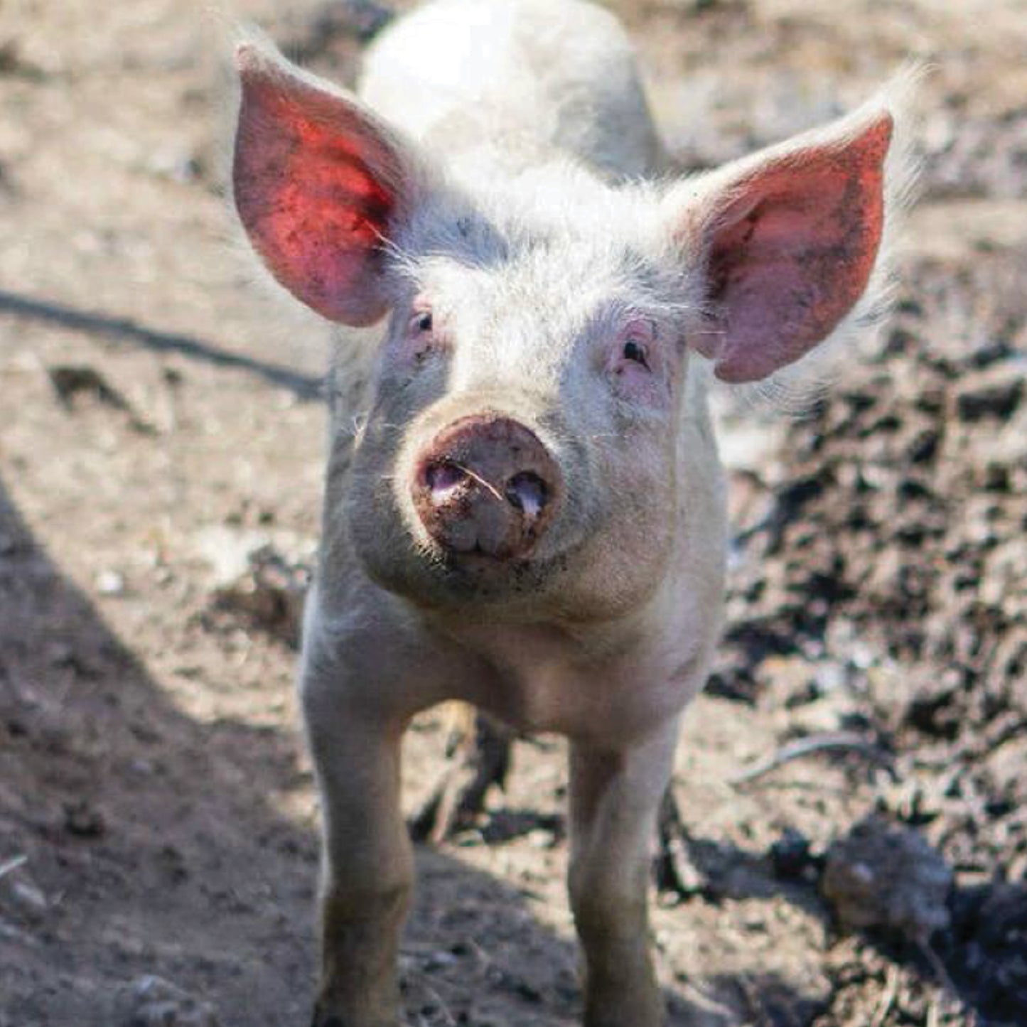 The Retreat - Elvis Bookmark