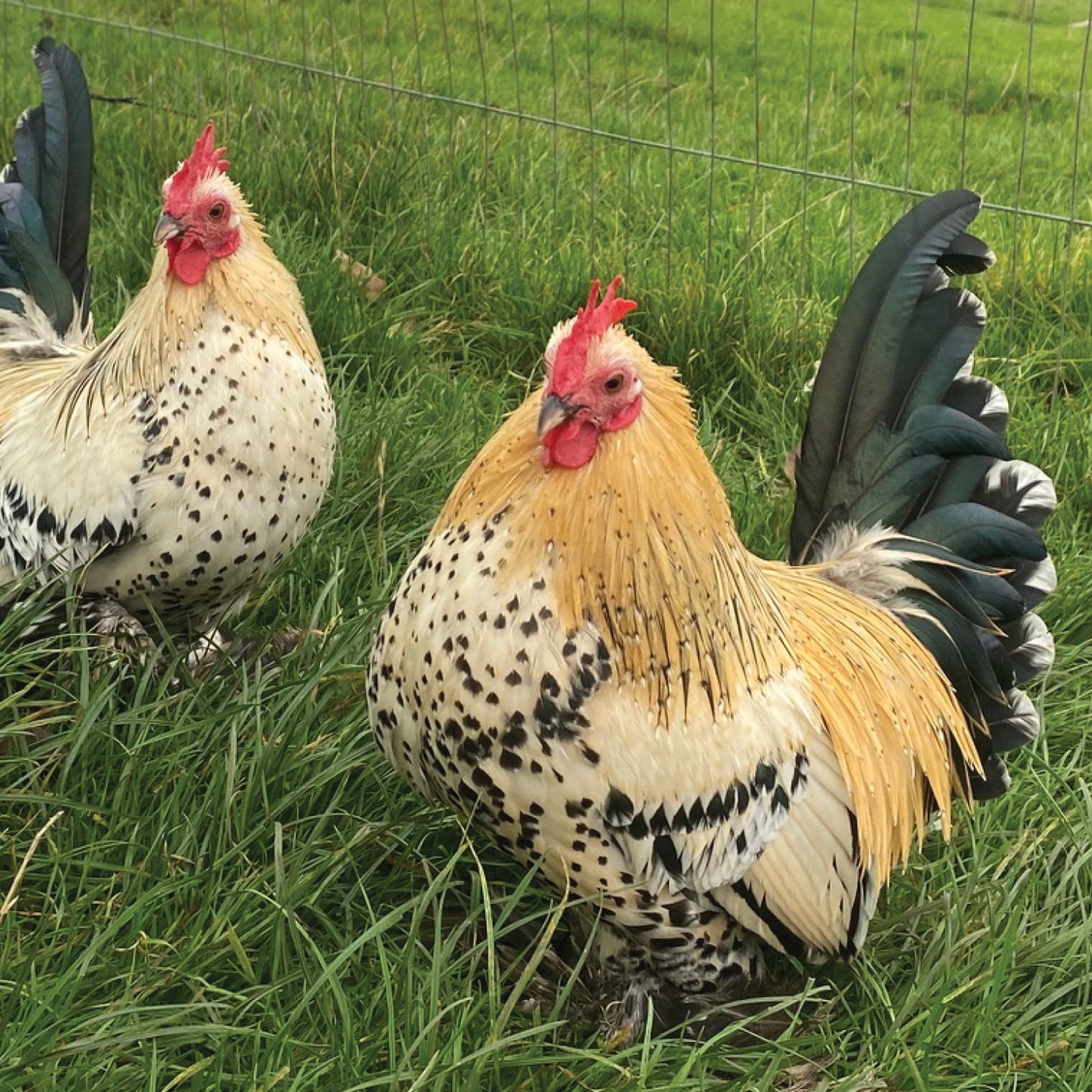 Card - Happy Clucking Birthday