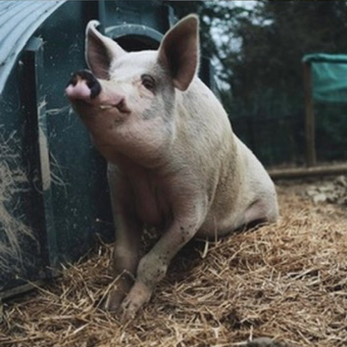 The Retreat - Gunther mini framed print