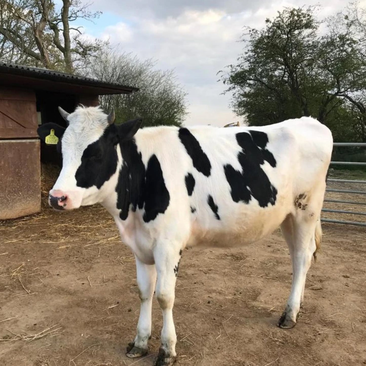 The Herd - Baby Sylvia (print only)