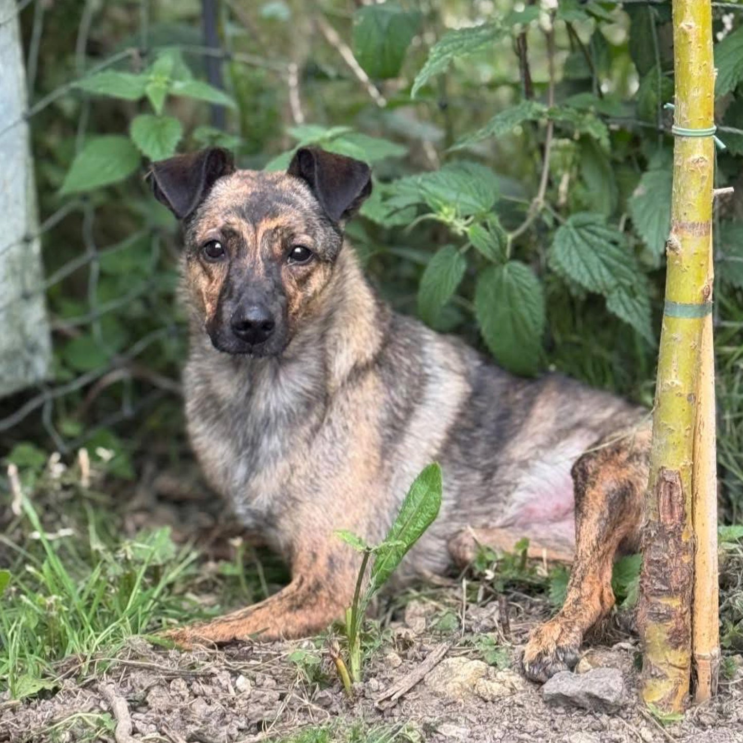 Christmas card - Happy Howlidays