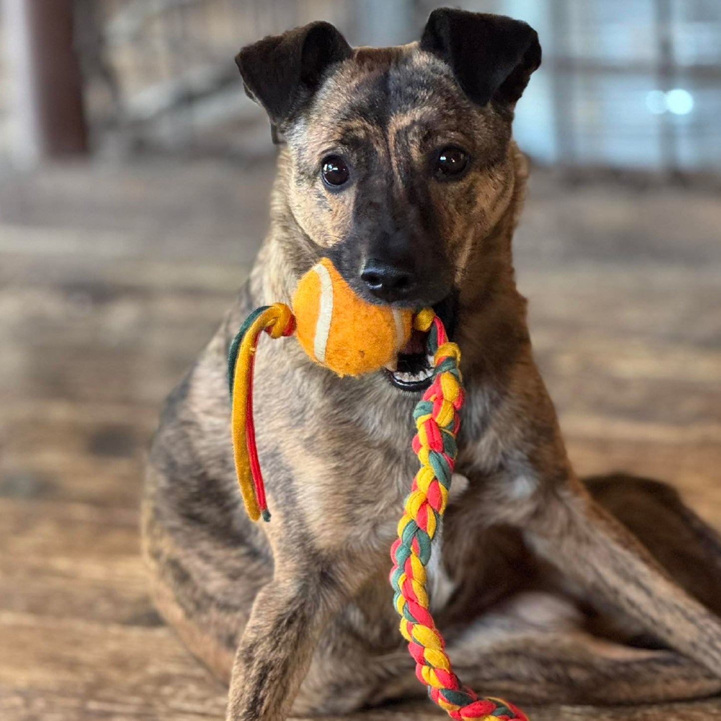 Christmas card - Happy Howlidays