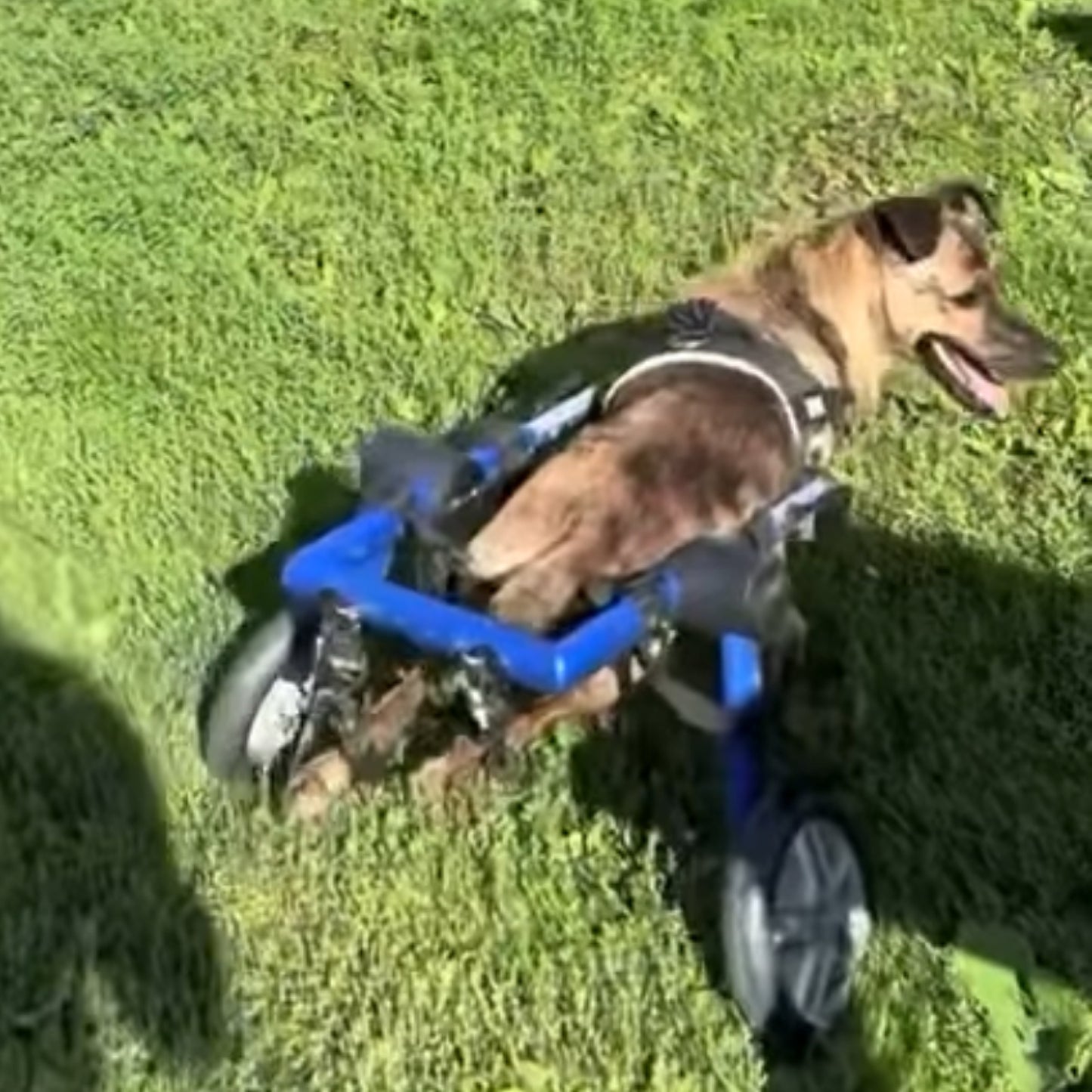 Christmas card - Happy Howlidays