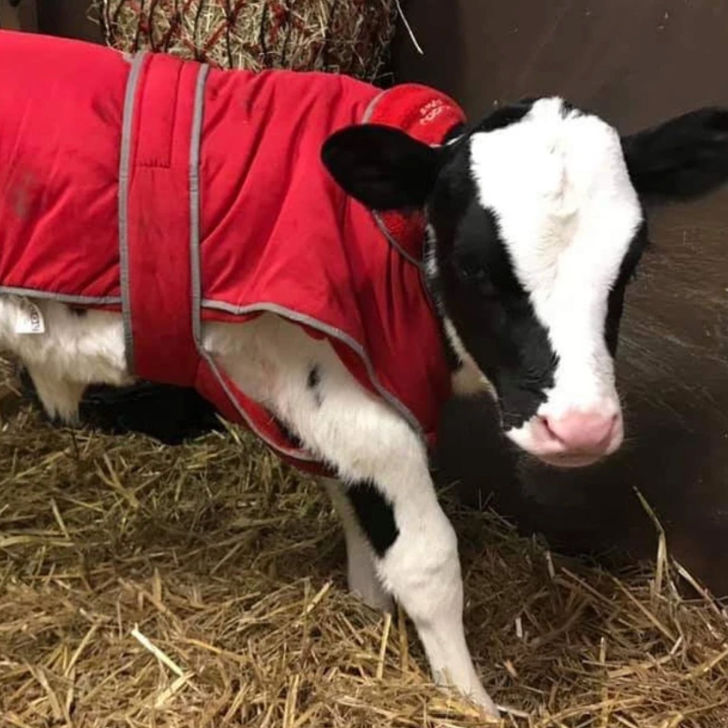 The Herd - Baby Sylvia (print only)