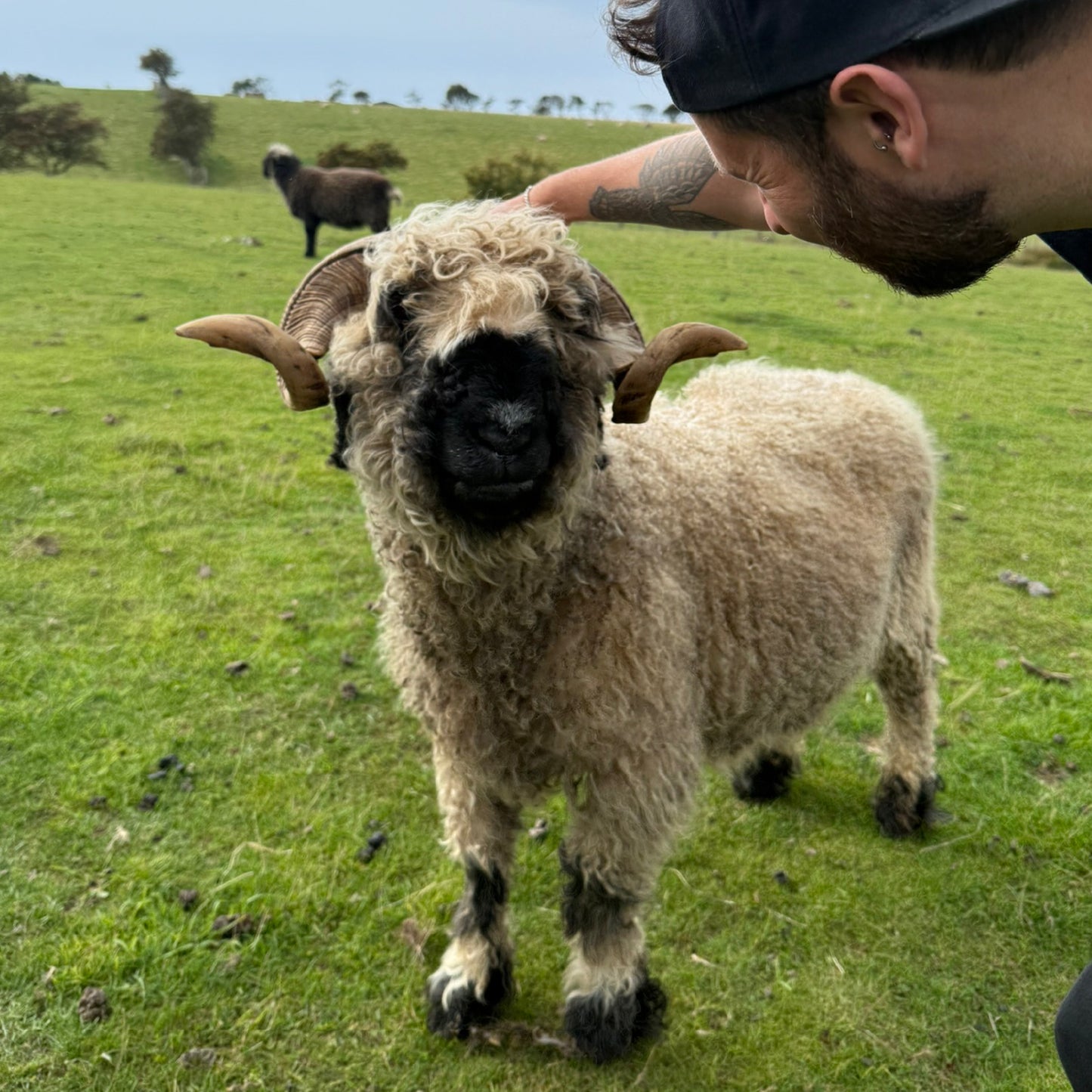 Sheep Sanctuary - Casanova (print only)