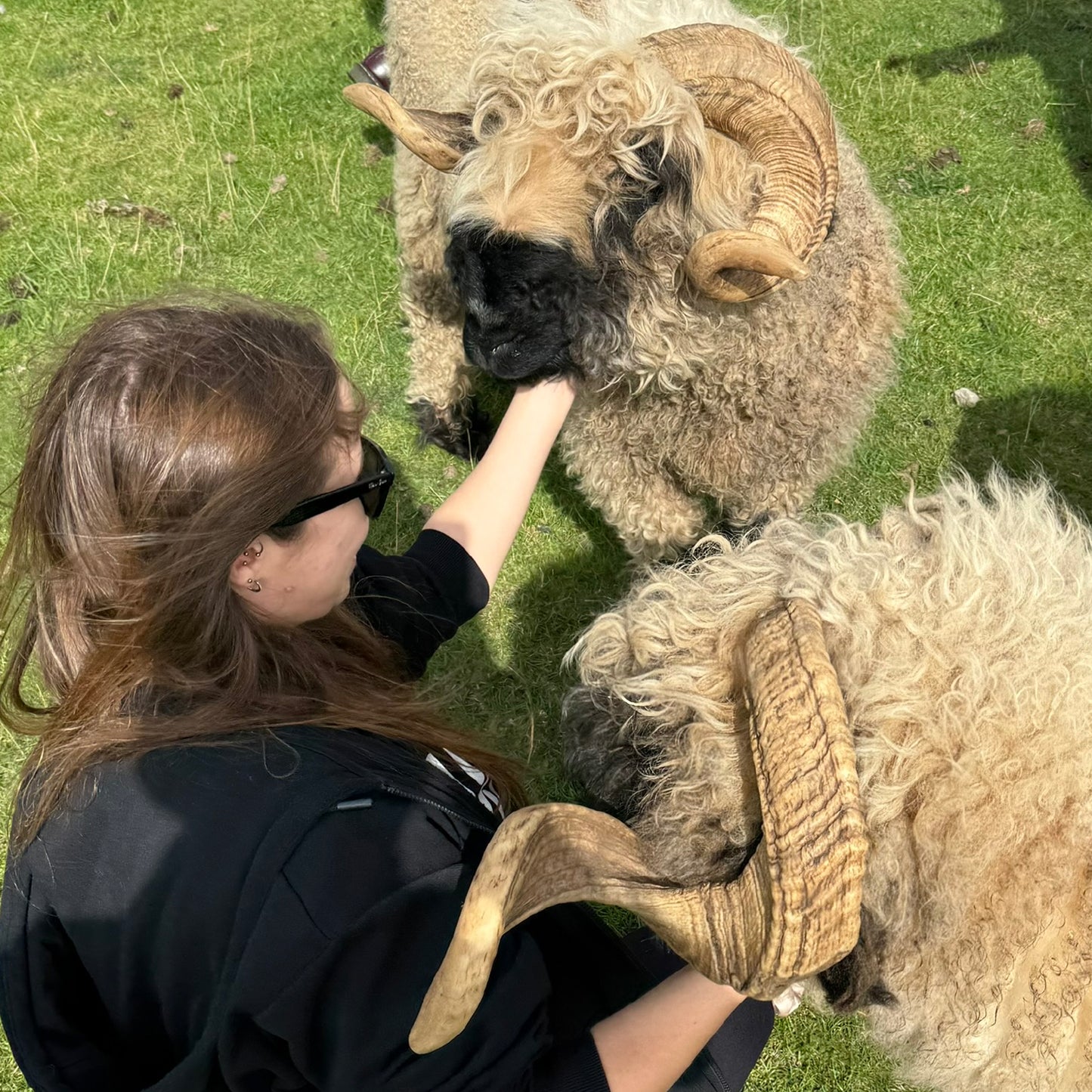 Sheep Sanctuary - Casanova (print only)