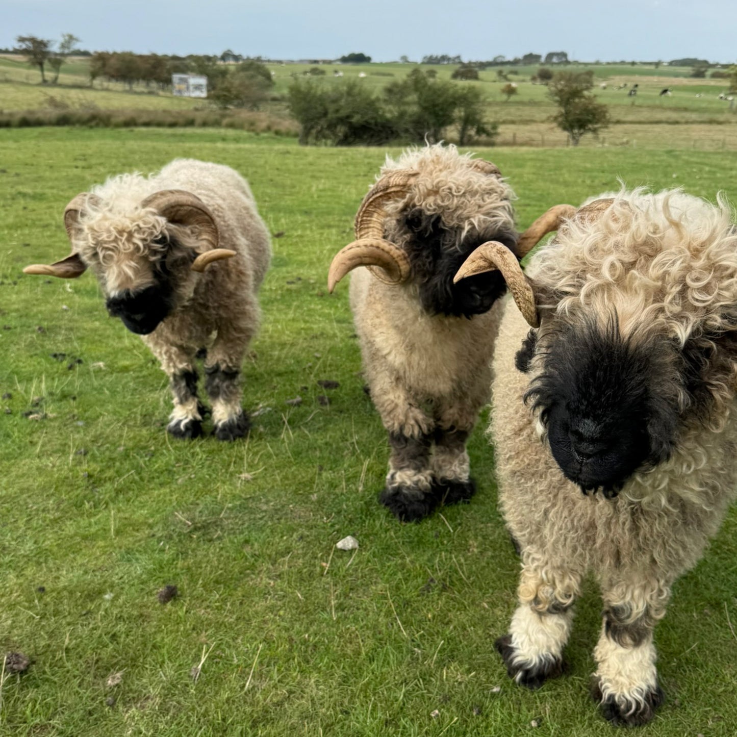 Sheep Sanctuary - Casanova (print only)