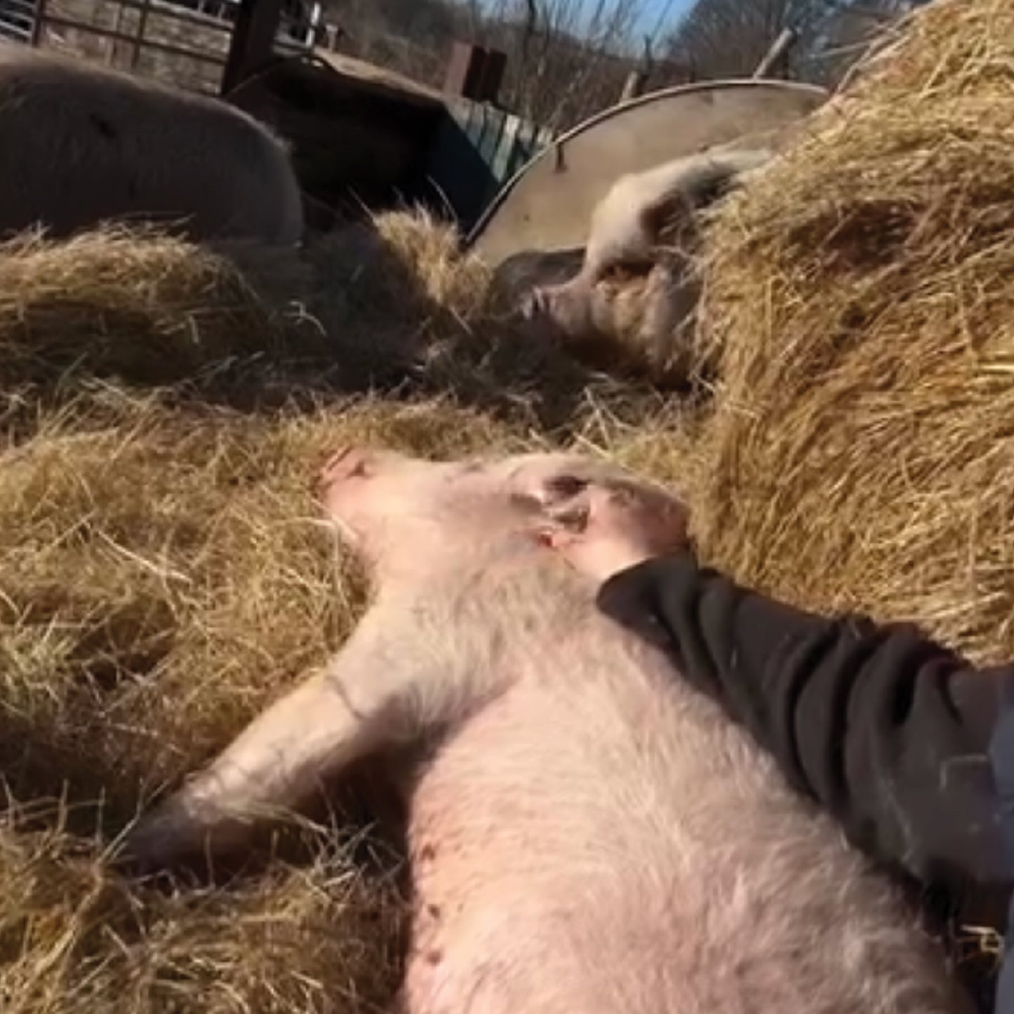 The Retreat - Elvis (print only)