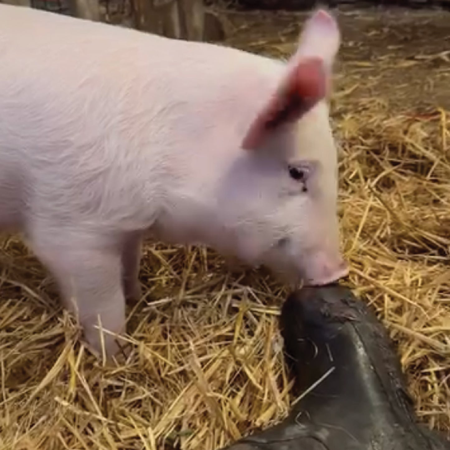 The Retreat - Elvis (print only)