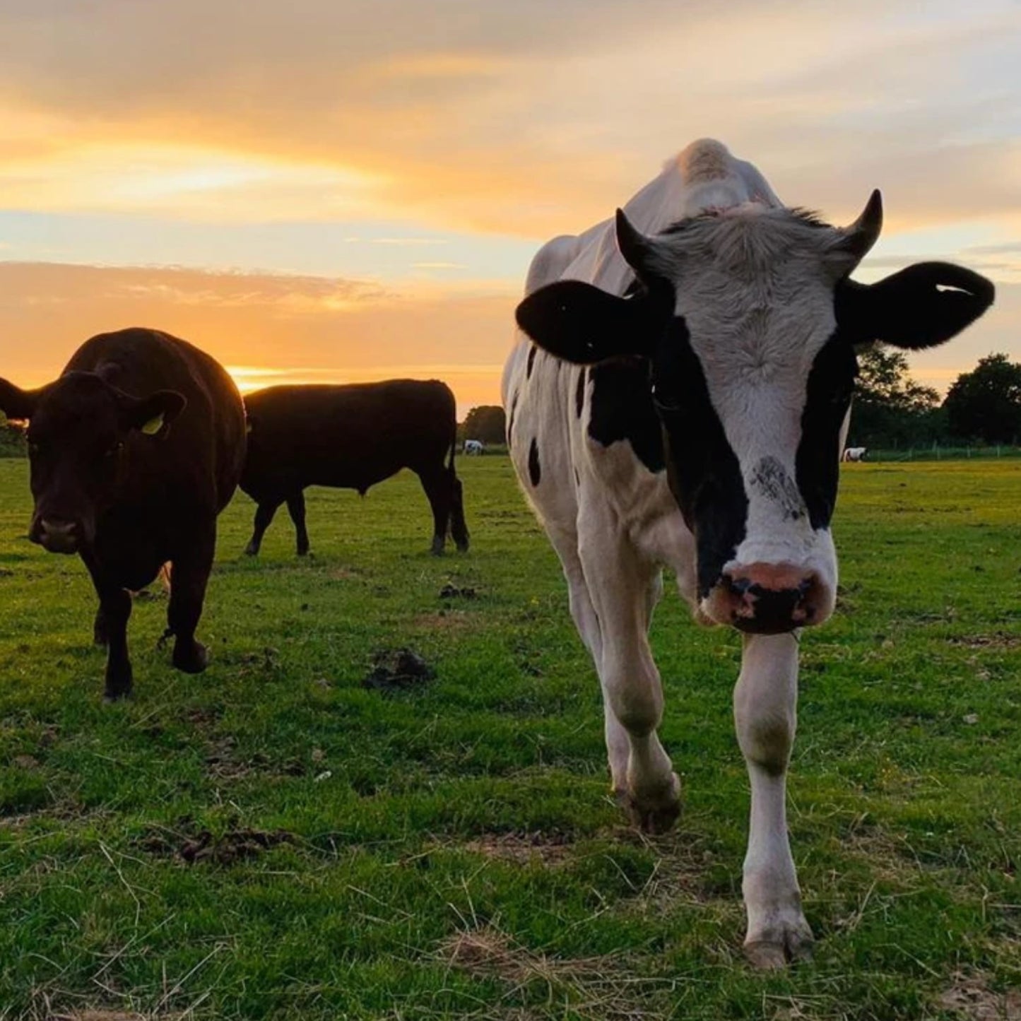 The Herd - Baby Sylvia (print only)