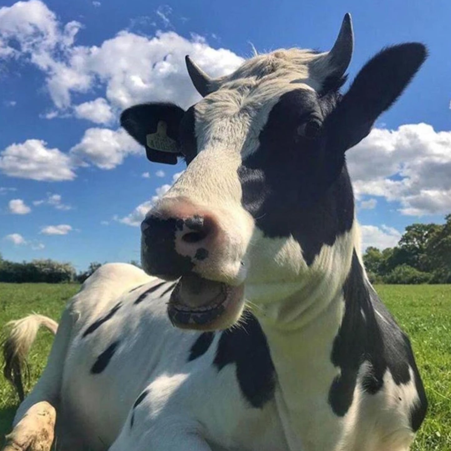 The Herd - Baby Sylvia (print only)